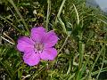 Hill Geranium